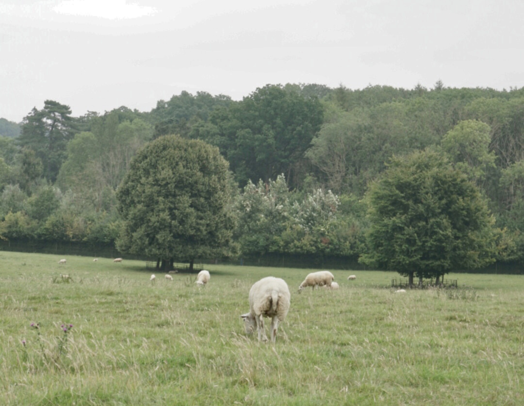 Cotwolds Daylesford Countryside
