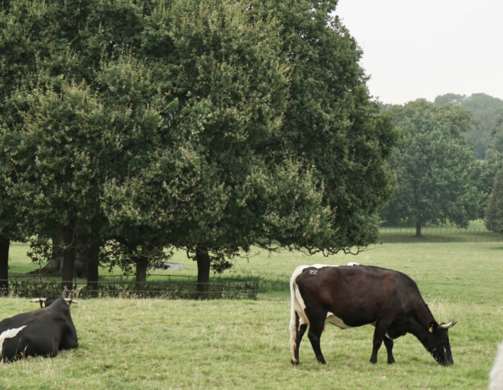 Daylesford Cows Creamy 