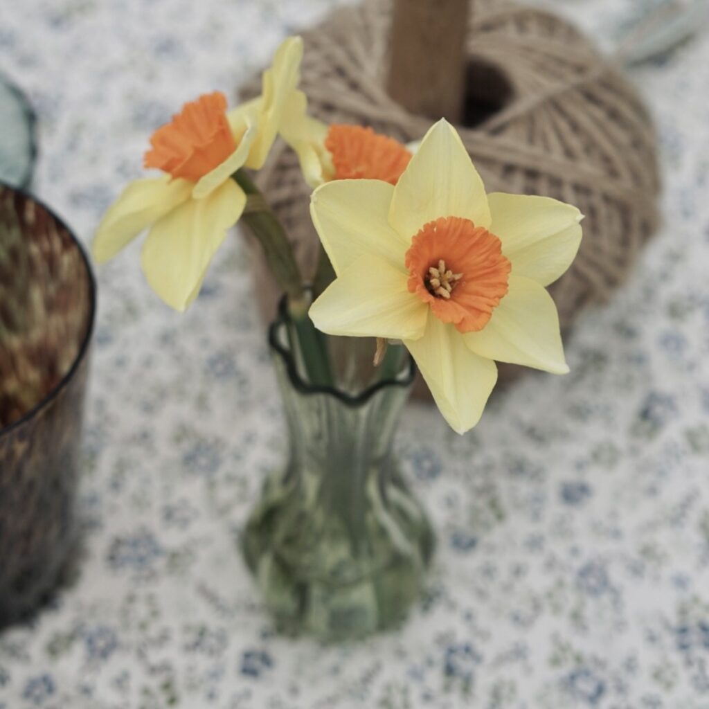 Spring daffodil display